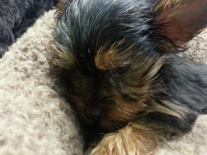 Just a cute pedigree mini yorkie puppy