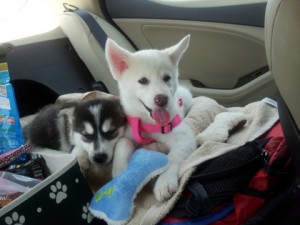 Akc Blue Eyes Siberian Husky Puppies  Ready for Christmas