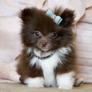 stunning teacup size pomeranian puppies for sale.