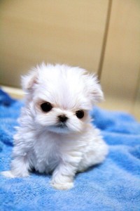 Micro Teacup Maltese, Ack registeredText us (3607478605)