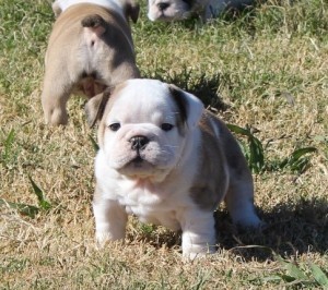 Top Quality Christmas Male and Female english bulldog Puppies For Sale.