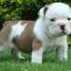 lovely English bulldog puppies for free adoption this X-mas Text (908) 280-5740
