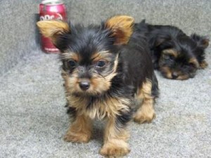 cute male and female x-mas Yorkie puppies available.