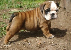 Quality English Bulldog Puppies For Adoption