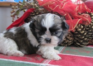 merry xmass Shih Tzu Puppies For Sale