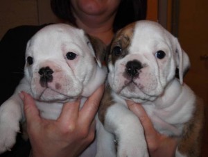 Adorable English Bulldog Puppies