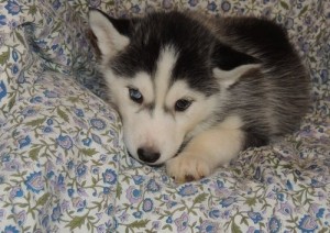 Male and Female Blue Eyes Siberian Husky Puppies Ready For Adoption.