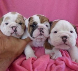 Home raised English Bulldog puppies