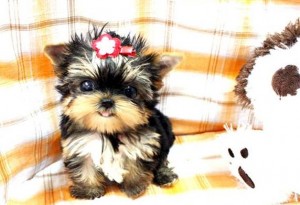 Tea cup Yorkie puppy for xmas