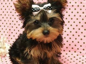 Xmas Yorkie puppies available both male and female