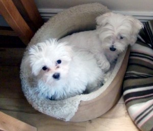 Special X-Mas offer &quot;Teacup Maltese and Pom Puppies&quot; text me at (585) 204-0338
