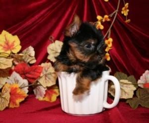 Top Quality and Magnificient Tea cup yorkie puppies For Adoption