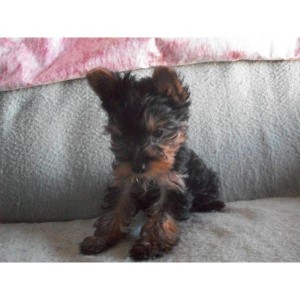 Affectionate Charming Akc x-mass teacup Yorkie puppies for adoption