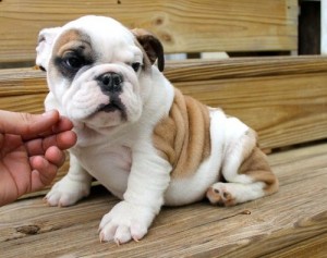 AKC English Bulldog Female Puppy Available