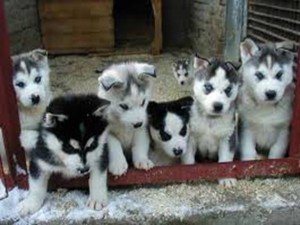 Charming Siberian Husky Puppies For Christmass