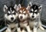 Cute Siberian Husky puppies ready for good homes