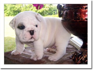 Gorgeous English bulldog puppies available