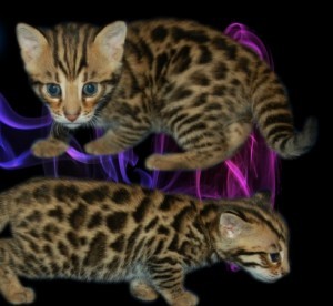 WOW CHARMING CHRISTMAS Bengal KITTEN FOR YOUR KIDS IN CHRISTMAS