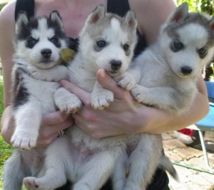 Siberian Husky Puppies For Re-Homing This Christmas.Text (509) 631-7517