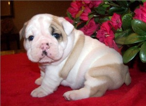 Top Quality, Kc Reg, Pedigree Bulldog Puppies For Xmass