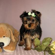 ADORABLE X-MAS GIFTS YORKIE PUPPIES FOR FREE ADOPTION!!