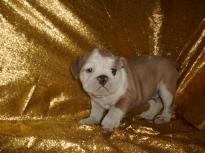 your X-Mass English bulldog  text now at (307)271-6715