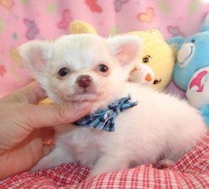 chihuahua puppies for adoption