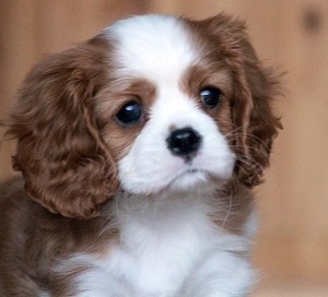 Pedigree,akc Cavalier King Charles Spaniel puppies