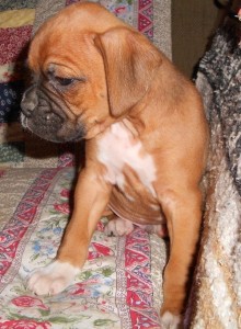 Absolutely stunning Boxer puppies Available For Xmas