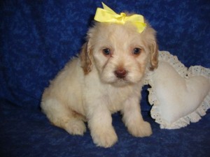 Cockapoo puppies male and female for Xmas