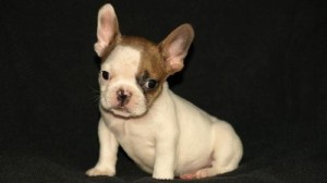 For rehoming, Affordabel price rehoming fee for my French Bulldog puppies now ready to go