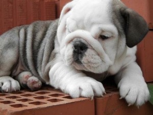 Oustanding Pure Breed English Bulldog For Free Adoption (Good for Xmas Gift)