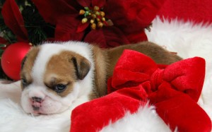 CUTE MALE AND FEMALE ENGLISH BULLDOG PUPPIES FOR ADOPTION?????(Text me at 631-532-8903)
