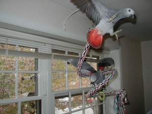 Two Proven Intelligent  Pair Of African Grey For X-Mass Homes