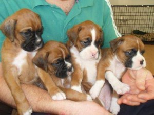 Adorable Boxer Puppies For X-mass