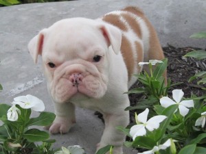 Outstanding male and female English Bulldog  puppies available for Free adoption