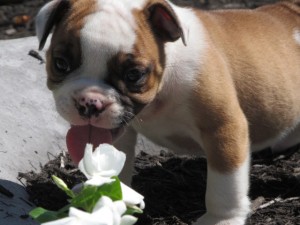 Christmas free male and female English Bulldog  puppies available for Free adoption