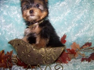 Absolutely adorable Teacup Yorkie Puppies !