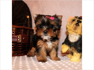 super tiny Yorkie.. text me on (647) 794-7551