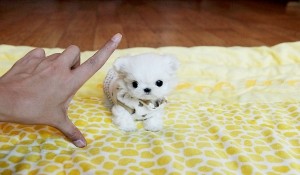 Adorable Abigail ~ Precious Micro Extreme Teacup Maltese Available!