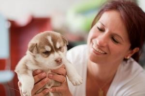 xmass  Siberian Huskies Puppies For Adoption