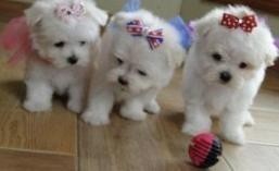 X_mas Quality and very lovely with kids and other home pets maltese puppies