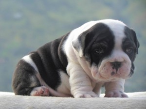 10 weeks old English bulldog puppies for sale