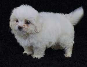 Awesome Little Teacup Maltese Puppies For Christmas
