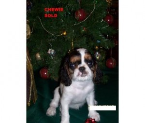 AKC English Toy Spaniel Puppy for adoption