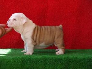 Christmas  English bulldog puppies to meed new homes