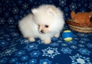 Cute Pomeranian puppies for free urgent