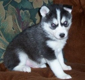 ****OHHHHHH...What a Healthy Siberian Husky We Got***