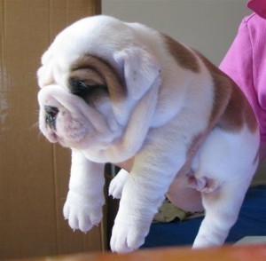 Cute and Adorable English Bulldog puppies