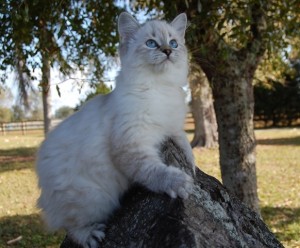 American Bobtail Lynx Point Kitten Blue Eyes